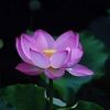 lotus_488